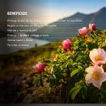 Bio Desodorante Roll On Rosas Rosa Mosqueta - Imagen 4